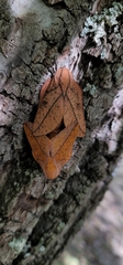 Syssphinx bisecta