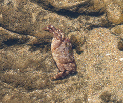 Pachygrapsus crassipes