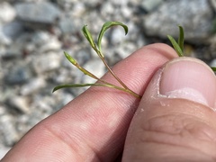 Epilobium brachycarpum