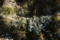 Jacobaea incana