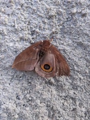 Automeris naranja
