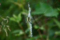 Argiope aurantia