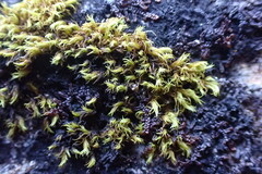 Racomitrium