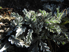 Jacobaea incana