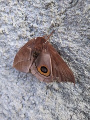 Automeris naranja