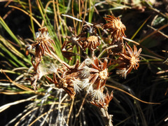 Jacobaea incana