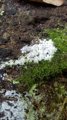 Ceratiomyxa fruticulosa