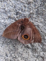 Automeris naranja