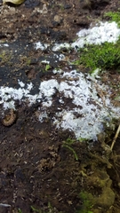 Ceratiomyxa fruticulosa