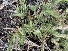 Distichlis spicata