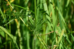 Dipsacoideae