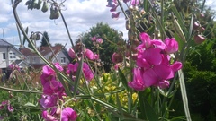 Lathyrus
