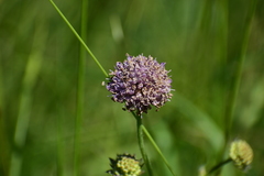 Dipsacoideae