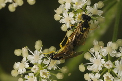 Tenthredo arcuata
