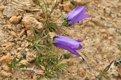 Campanula alpestris