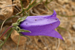 Campanula alpestris