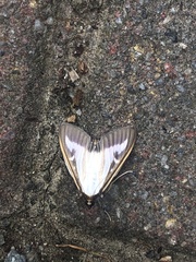 Cydalima perspectalis