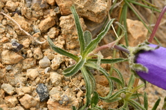 Campanula alpestris