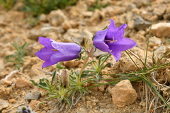 Campanula alpestris