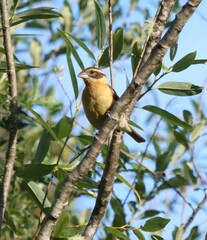 Pheucticus melanocephalus