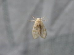 Nudaria phallustortens