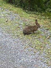 Lepus americanus