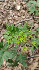 Arracacia atropurpurea