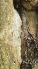 Chaenotheca chlorella