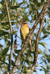 Pheucticus melanocephalus