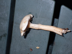 Zhuliangomyces illinitus