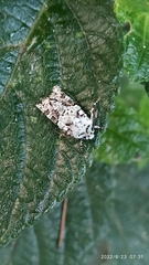 Lacinipolia implicata
