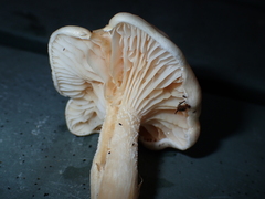 Zhuliangomyces illinitus