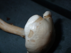 Zhuliangomyces illinitus