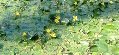 Nymphoides peltata