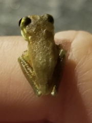 Osteopilus septentrionalis