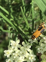 Chauliognathus pensylvanicus