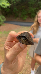 Sternotherus odoratus