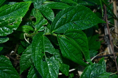 Elatostema platyphyllum