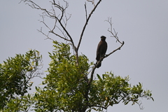 Spilornis cheela