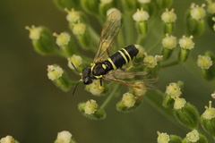Tenthredo arcuata