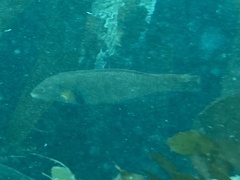 Halichoeres semicinctus