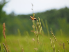 Celithemis eponina