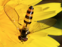 Meliscaeva cinctella