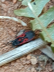 Melanocoryphus tristrami