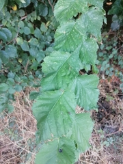 Ulmus