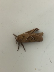Triodia sylvina