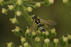 Tenthredo arcuata