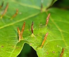 Vasates aceriscrumena