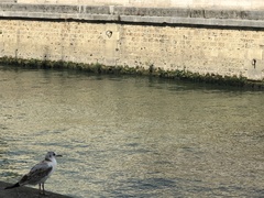 Chroicocephalus ridibundus