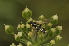 Tenthredo arcuata